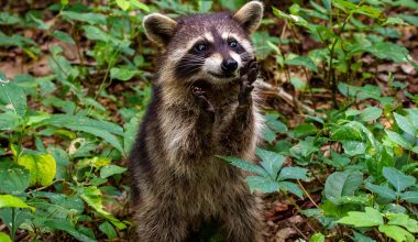 Plants That Repel Raccoons