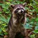 Plants That Repel Raccoons