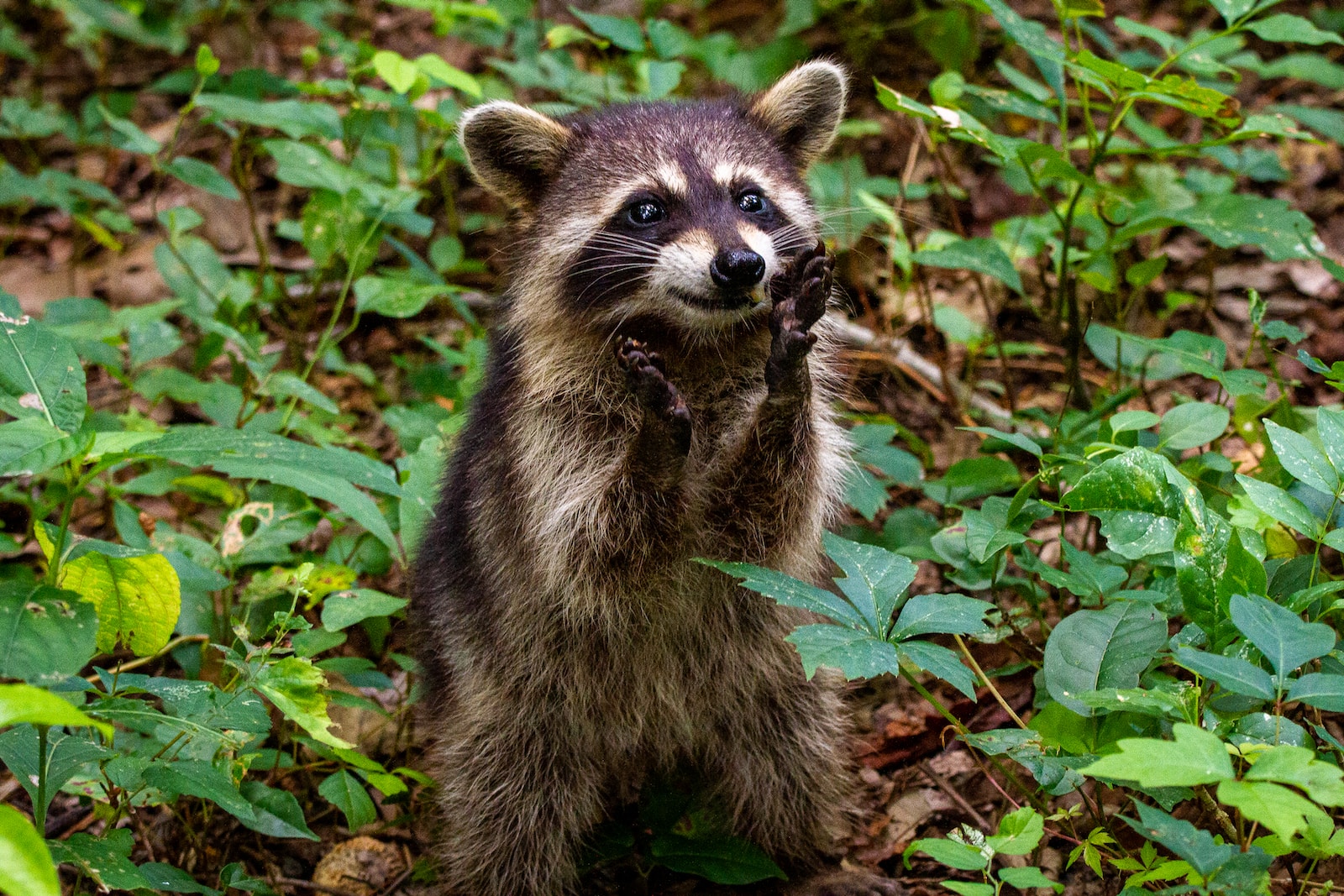 Plants That Repel Raccoons