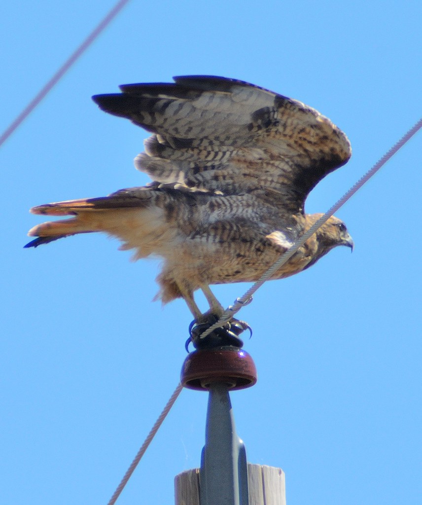 Red-Tailed Hawks