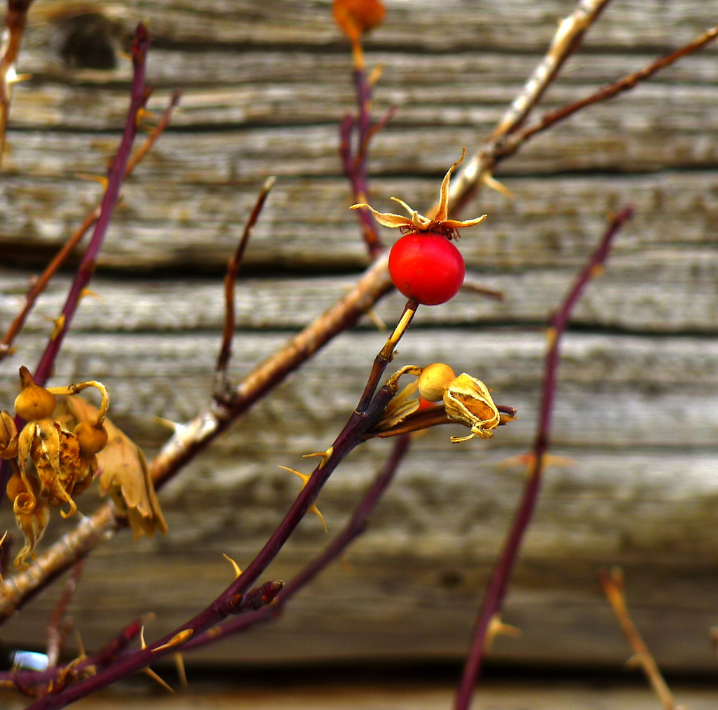 Rosehip