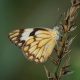 Types of Butterflies in France