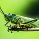 Types of Insects in the Philippines