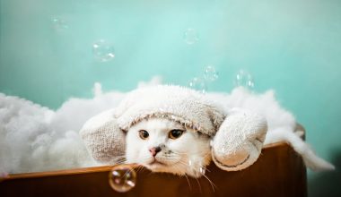 How to Bathe Your Furry Babies Properly