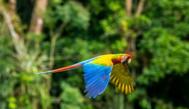 What Can Macaws Eat