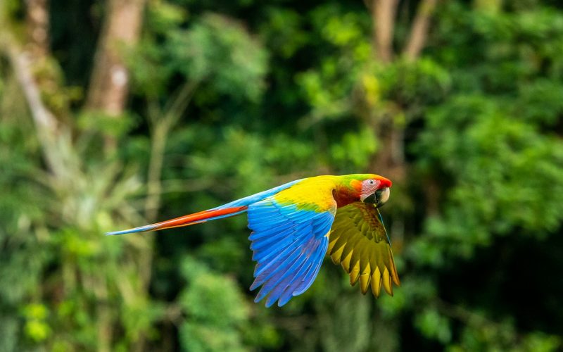 What Can Macaws Eat