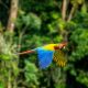 What Can Macaws Eat