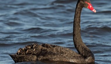 Facts About Black Swan