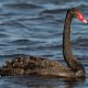 Facts About Black Swan