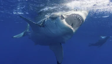 Facts About Great White Sharks