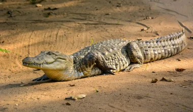 Facts About Saltwater Crocodiles