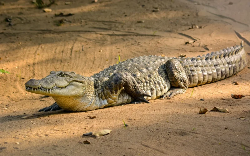 Facts About Saltwater Crocodiles