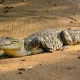 Facts About Saltwater Crocodiles