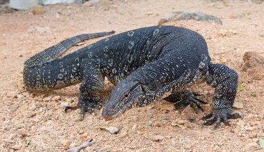 Largest and Biggest Lizards in the World