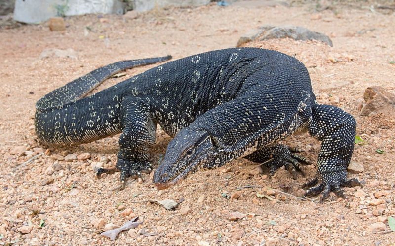 Largest and Biggest Lizards in the World