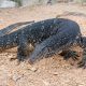 Largest and Biggest Lizards in the World