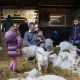 Petting Zoos in the Netherlands