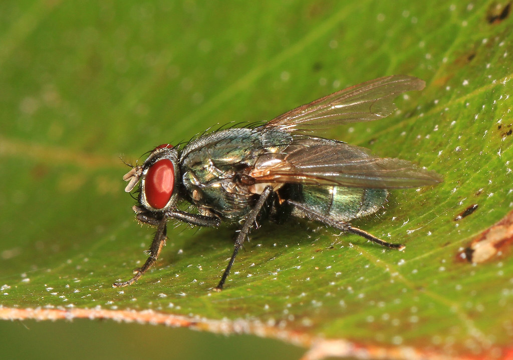 Blow Fly