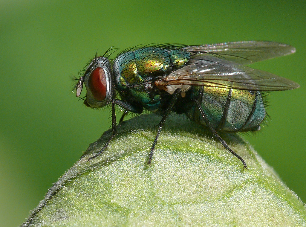 Green Bottle Fly