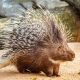 Porcupine