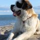 Saint Bernard