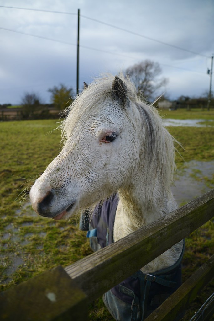 The White Horse of Kent