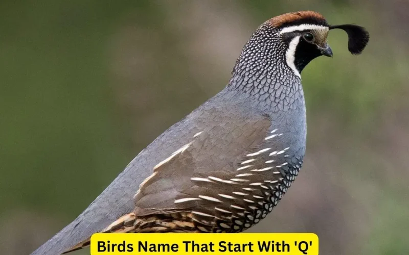 Birds That Start With Q