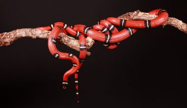 Coral Snakes in Texas