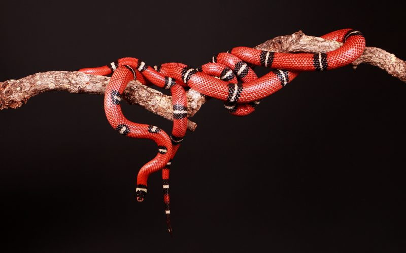 Coral Snakes in Texas