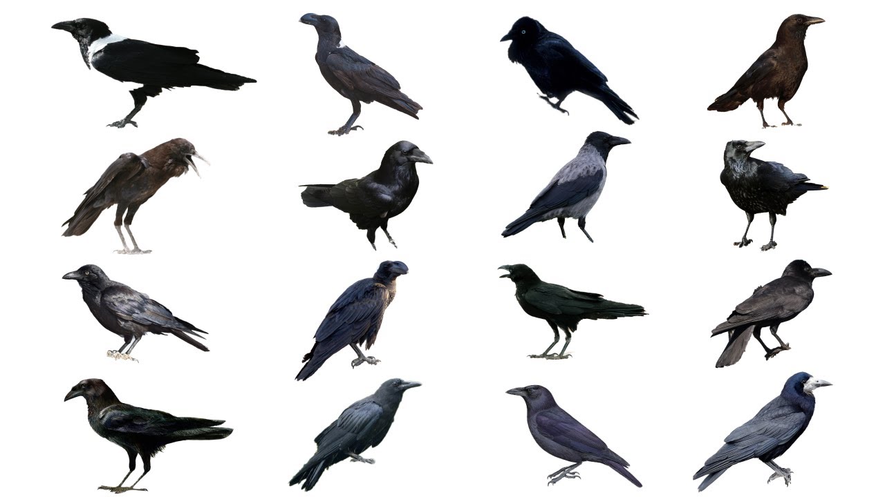 Different Species of Crows and Their Unique Traits