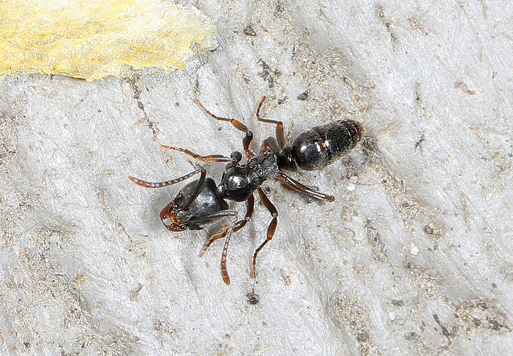 Asian Needle Ant