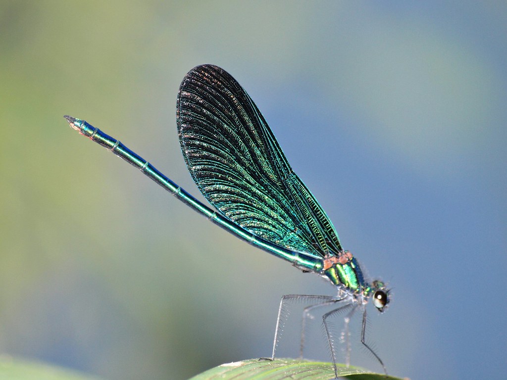 Beautiful Demoiselle