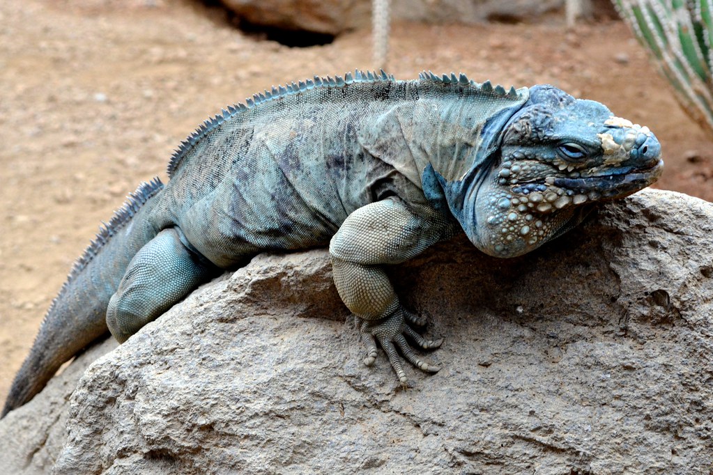 Blue Iguana