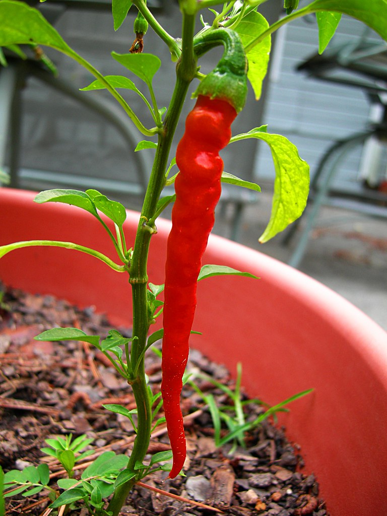 Cayenne Pepper