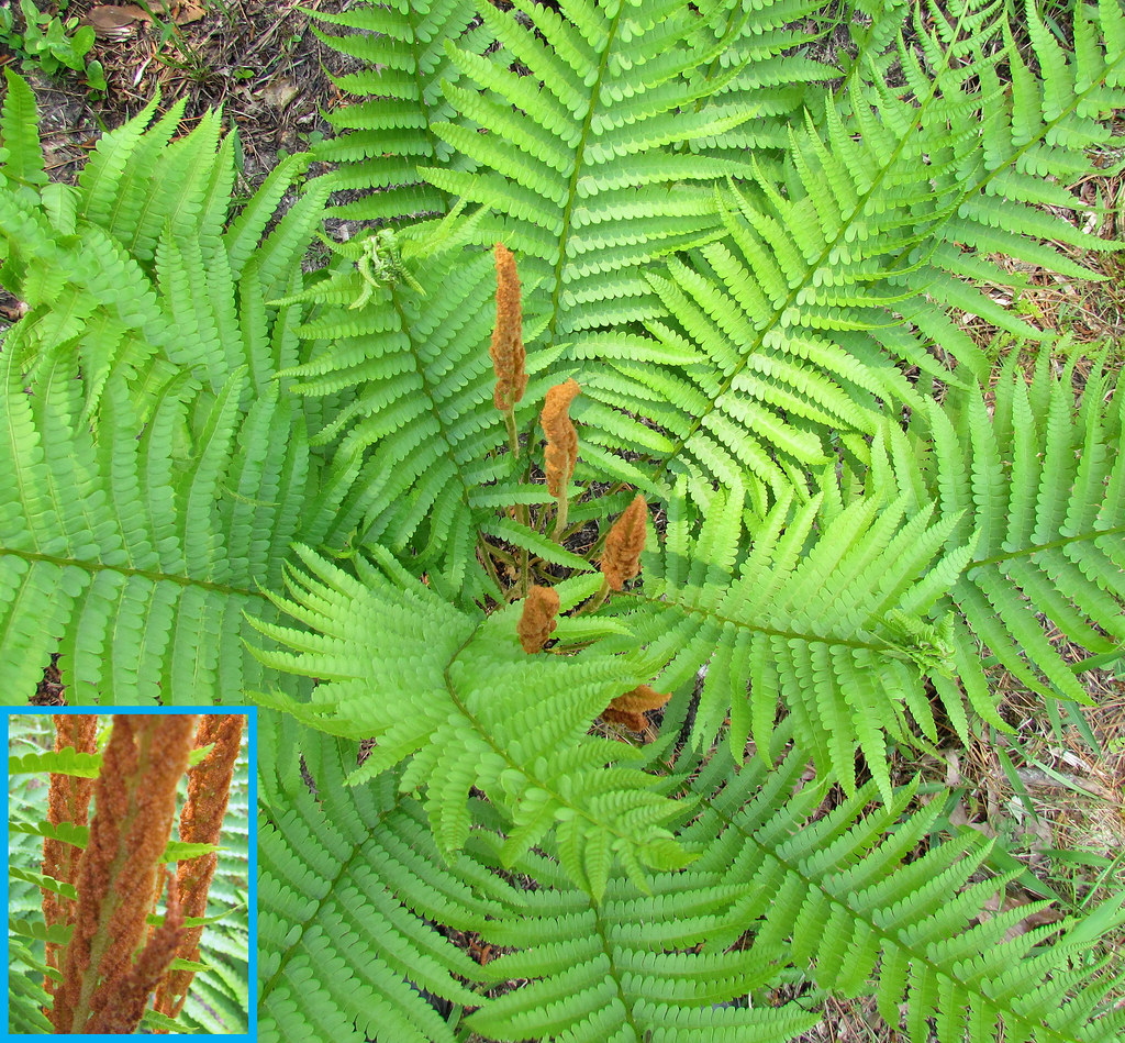 Cinnamon Plant 