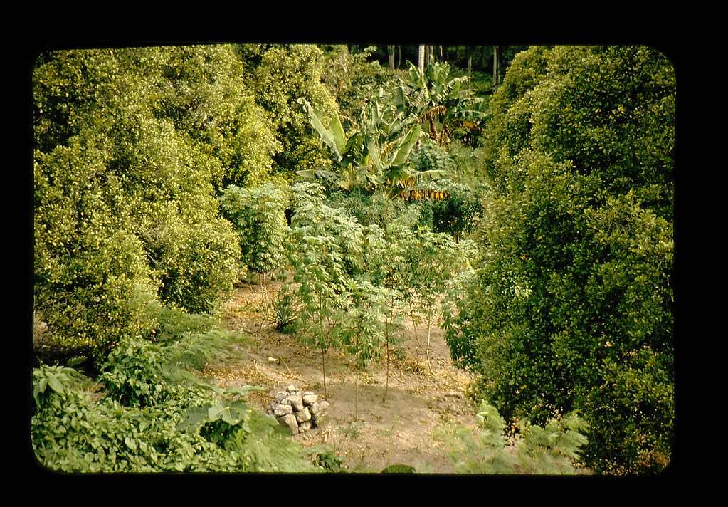 Clove Trees