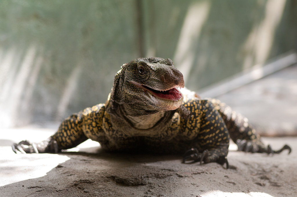 Crocodile Monitor