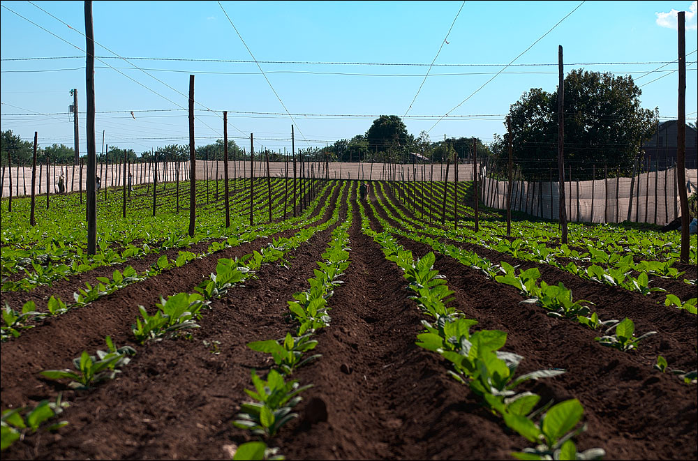 Cultivated Tobacco