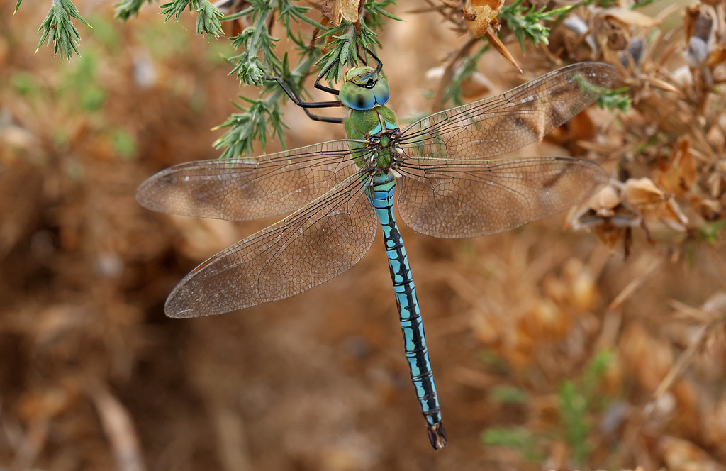 Emperor Dragonflies