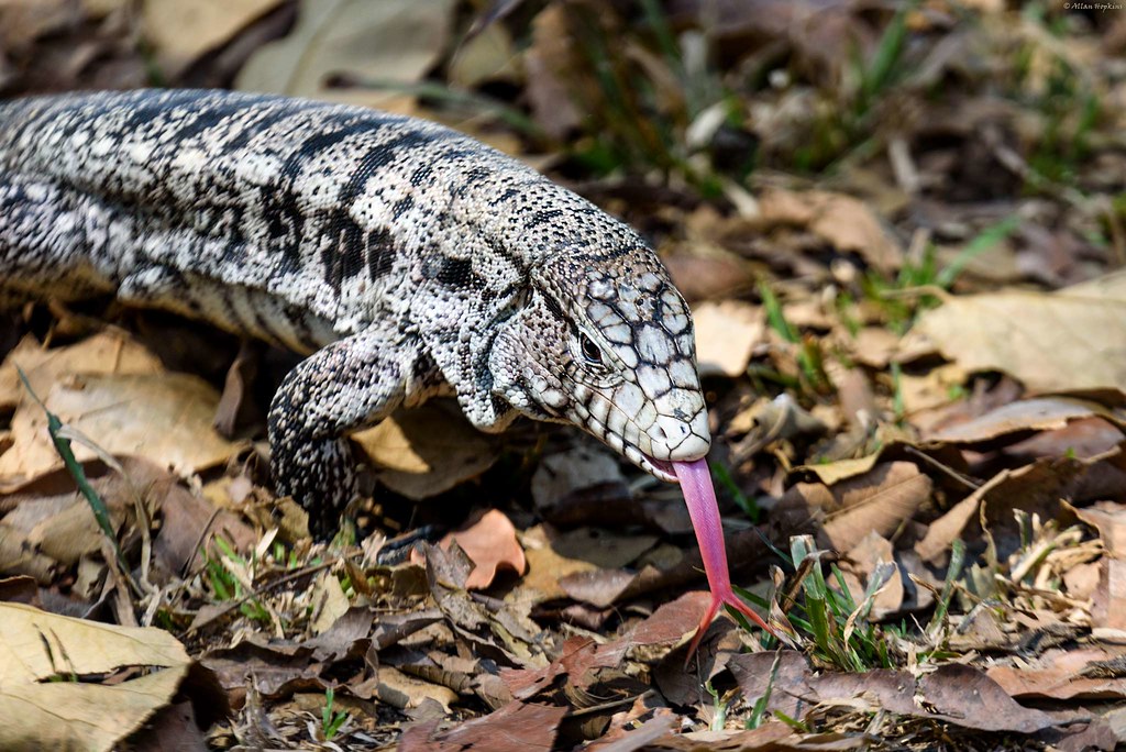 Giant Tegu