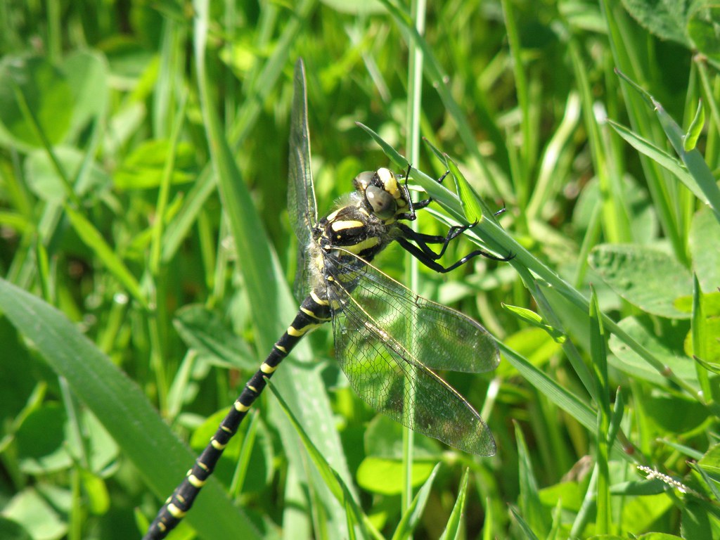 Gold-Ringed Dragonfly