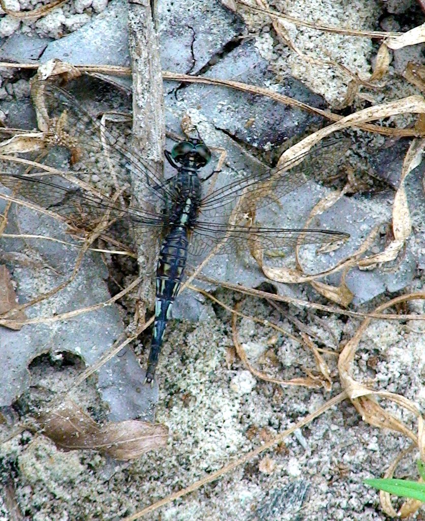 Grizzled Pintail Dragonfly