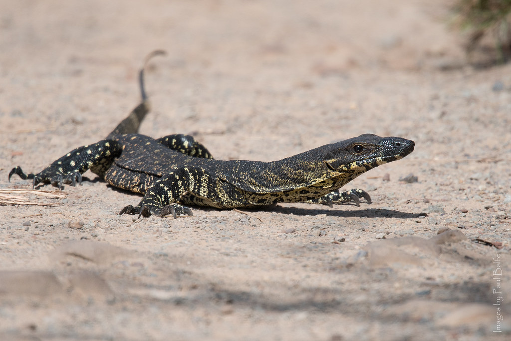 Lace Monitor