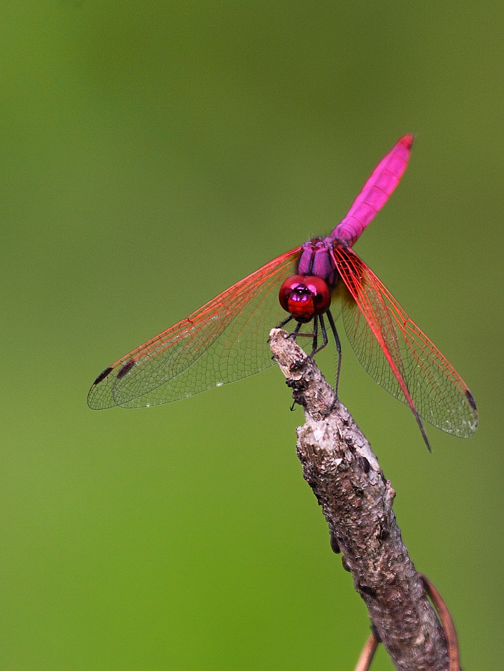 Magenta Dragonfly