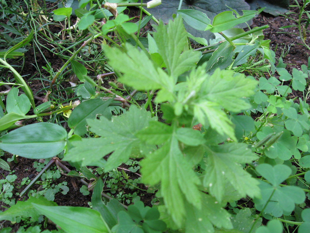 Mugwort