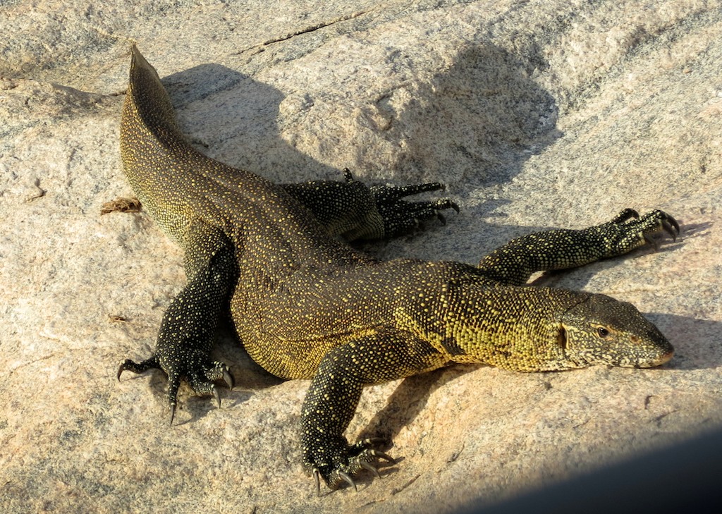 Nile Monitor