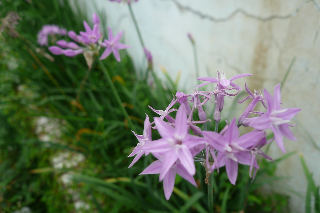 Pink Agapanthus