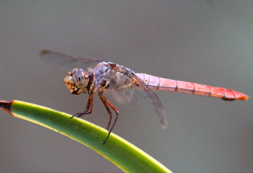 Roseate Skimmer