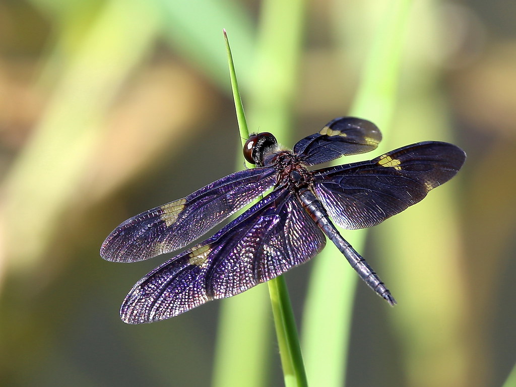 Sapphire Flutterer