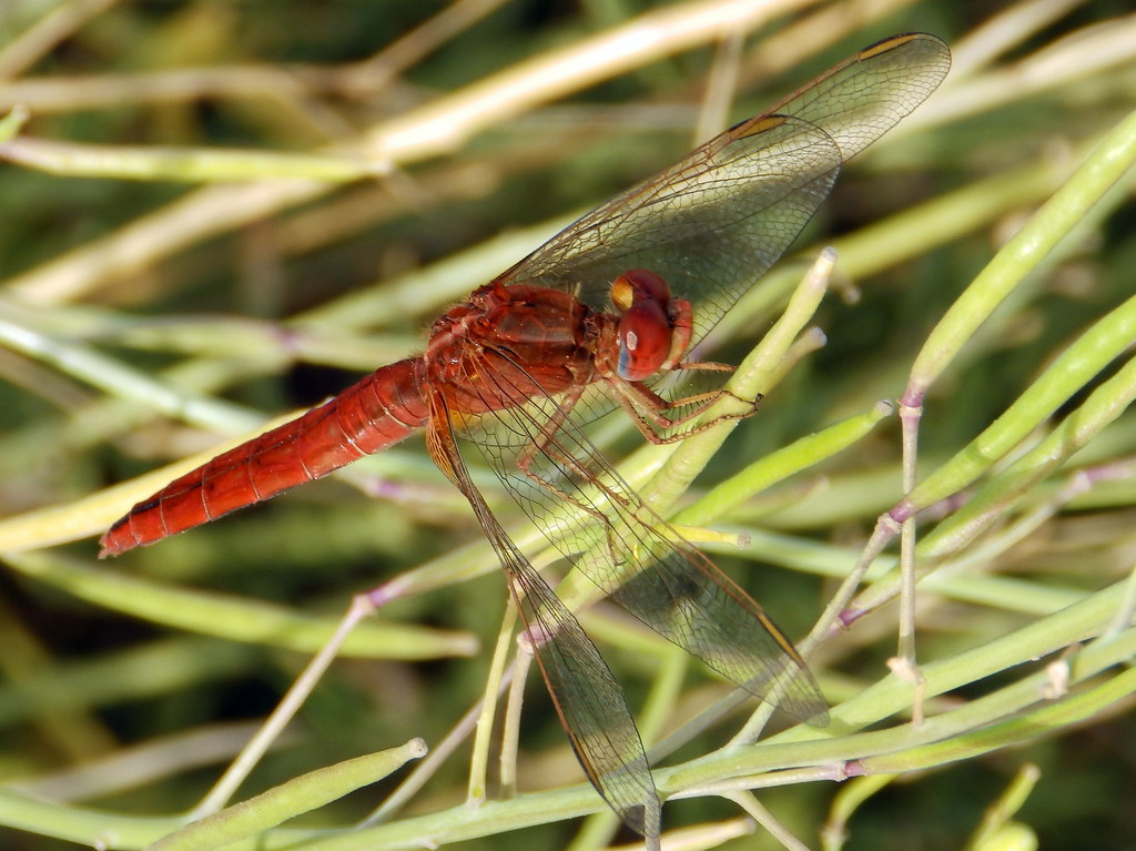 Scarlet Darter